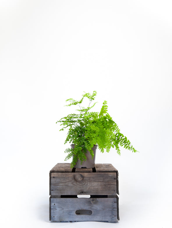 Five fingered maidenhair fern in a 3 litre nursery pot